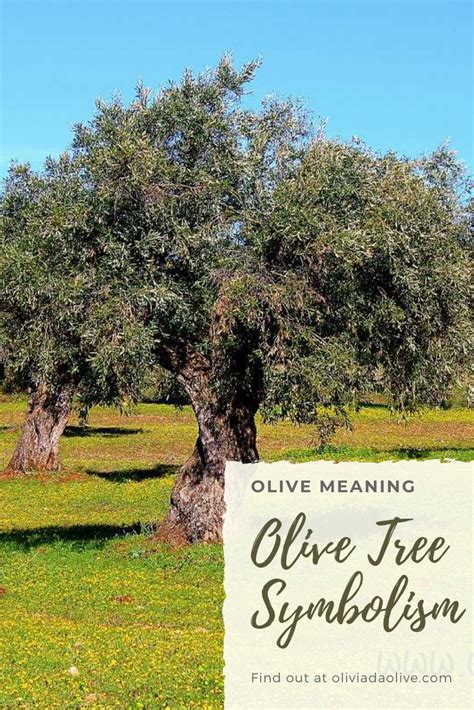 Unveiling the Symbolic Significance of Olive Leaf Imagery in One's Dreams