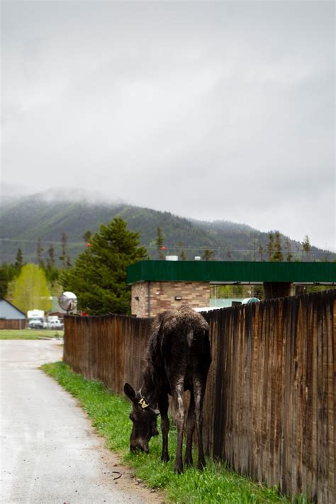 Unveiling the Symbolic Significance of an Ailing Young Cattle in Dreams