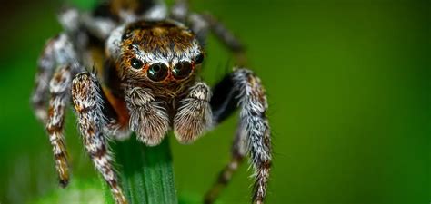 Unveiling the Symbolic Significance of an Arachnid Consuming an Insect