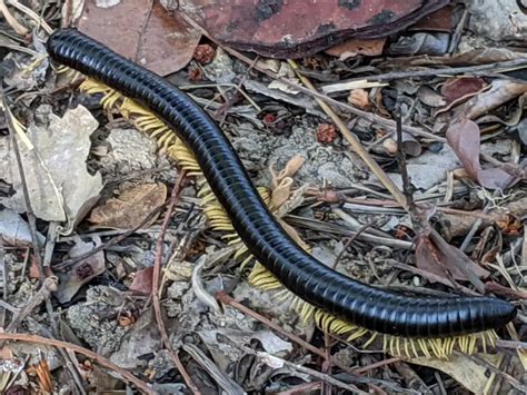 Unveiling the Symbolism of the Scarlet Millipede in Dreams