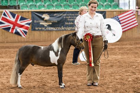 Unveiling the Thrilling Universe of Exhibitions: Miniature Equine Shows and Competitions