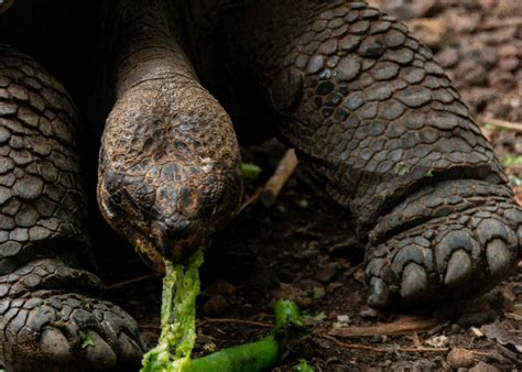 Unveiling the Unexplored: Deciphering the Meaning Behind Tortoise Bites in Dreams