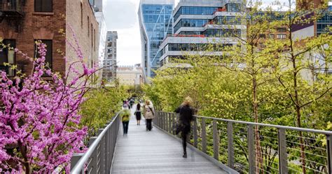 Urban Greenery: Embracing Small Trees in City Spaces