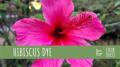 Utilizing the Vibrant Qualities of the Red Hibiscus: A Natural Dye Resource