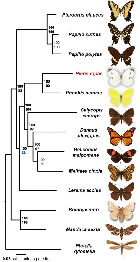 Variations in the Height Figure of Lepidoptera Species