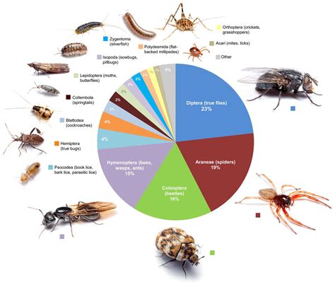 Various Bug Species and Their Interpretations