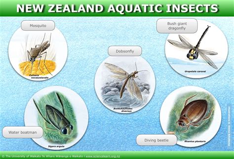 Various Dream Scenarios Involving Aquatic Insects and Their Significance