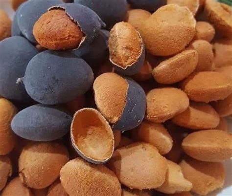 Velvet Tamarind in Traditional Medicine: Ancient Uses and Modern Perspectives