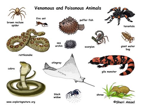 Venomous Animals in Literature and Art: Analyzing Their Depiction in Creative Works