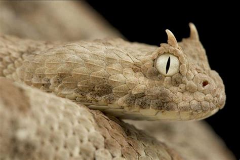 Venomous Bite: Understanding the Deadly Weapon of the Horned Viper