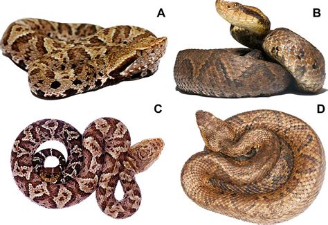 Venomous Wonders: Pit Vipers and Their Potent Venom