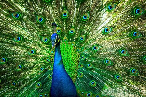 Vibrant Colors and their Symbolism in the Plumage of the Lavish Lavender Peacock