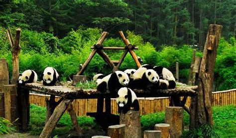 Volunteering Opportunities at Panda Reserves