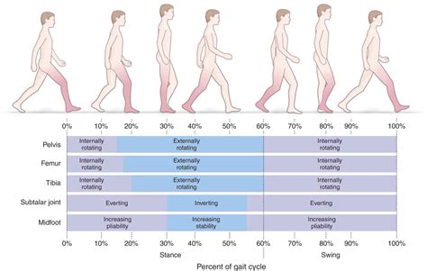 Walking Onwards: Identifying the Role of Movement and Progression in Walking Dreams