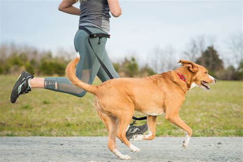 Walking the Walk: The Significance of Regular Exercise for Canine Companions