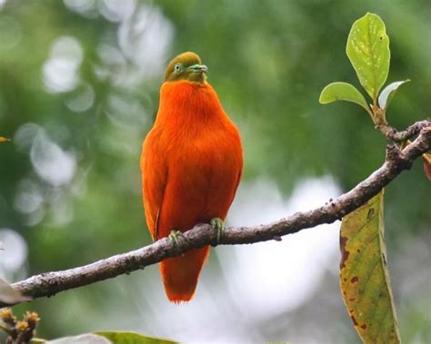 Wanderlust for Feathers: Discovering the Finest Avian Viewing Spots Worldwide