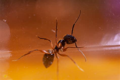 Warding off Red Ant Bites: Effective Strategies to Keep the Peculiar Encounter at Bay