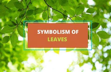 Water Leaf in Folklore and Symbolism: Legends and Beliefs