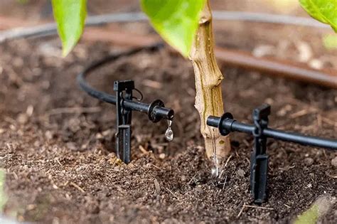 Watering Techniques: Efficient Strategies for Proper Tree Irrigation