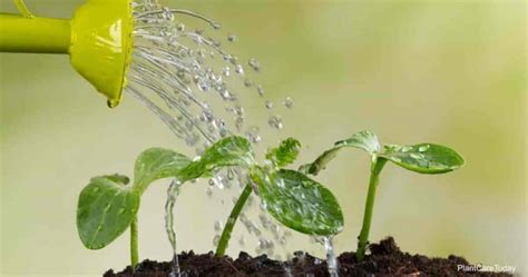 Watering and Fertilizing Tips for Promoting Healthy Growth