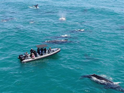 Whale Watching: An Exhilarating Expedition for Nature Enthusiasts