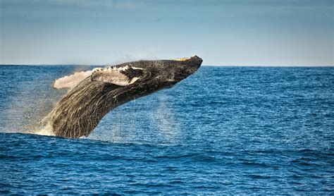 Whale Watching Tips: Enhancing Your Chances of Spotting a Majestic Leap