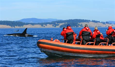 Whale-Watching: Promoting Sustainable Practices While Enjoying Nature's Giants