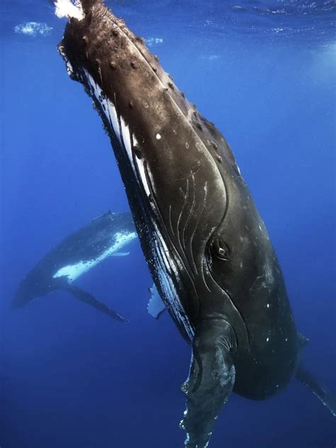 Whales as Ocean Guardians: Their Vital Role in Marine Ecosystems