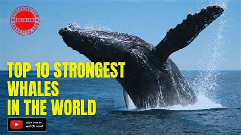 Whales as a Muse: Inspiring the Creative Minds Worldwide