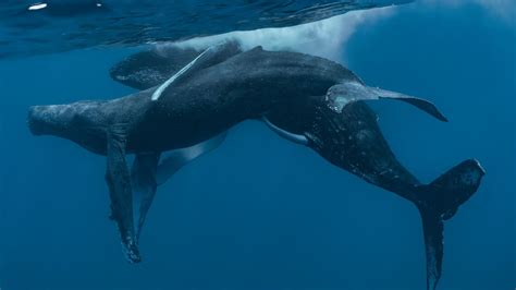 Whales in Love: Exploring the Emotional Aspect of Whale Courtship