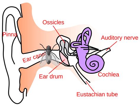 What Bugs in the Ear Symbolize