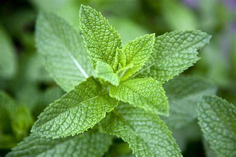 What Does a Mint Plant Symbolize in Dreams?