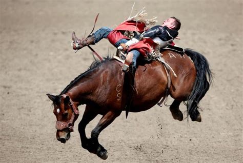 What Does it Mean to Experience a Stampede in Your Dreams?