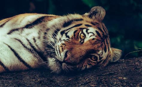 What Significance Does Having Dreams about Tigers During Pregnancy Hold?