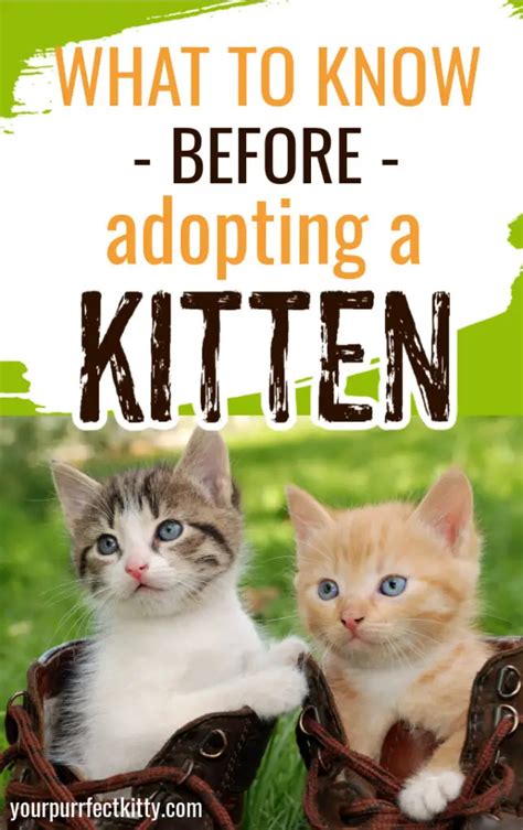 What You Need to Consider Before Adopting a Kitten