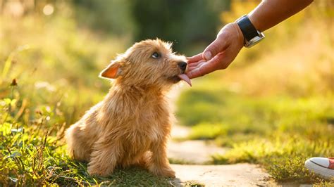 What Your Dog's Lick Really Means