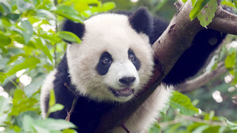 What Your Enchanted Encounter with a Dreamy Giant Panda Reveals About Your Inner Self