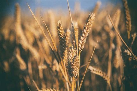 Wheat Dreams: Exploring the Significance of Wheat in Relation to Fertility and Growth