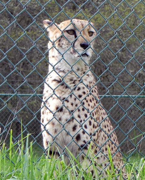 White Cheetahs in Captivity: Marvel or Exploitation?