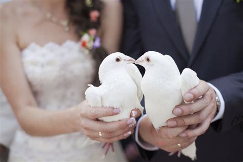 White Doves in Wedding Ceremonies