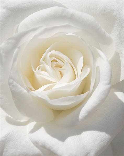 White Flowers as a Symbol of Purity and Innocence