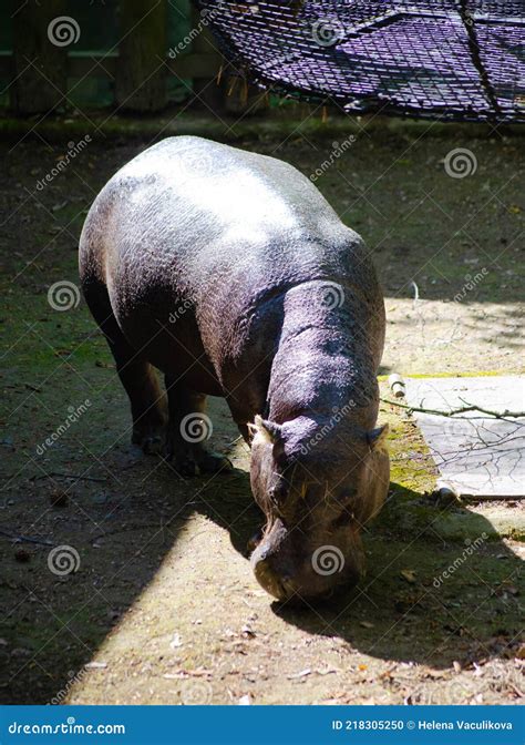 White Hippopotamus as a Guardian of Hidden Knowledge