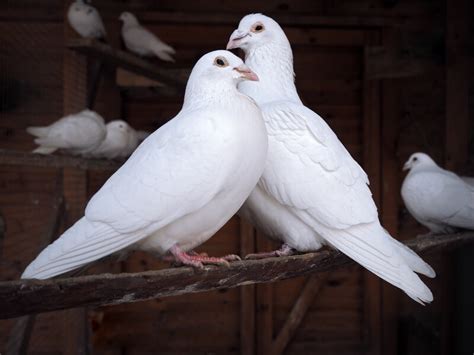 White Hummingbird as a Symbol of Purity and Grace