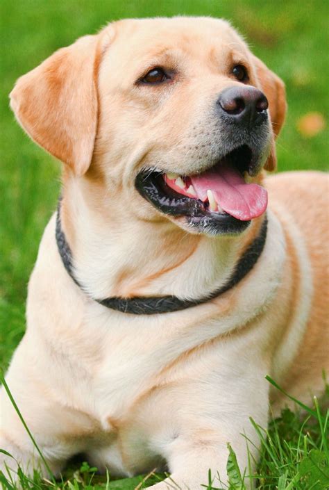 White Labradors as Healing Companions: Spreading Love and Joy in Each Encounter