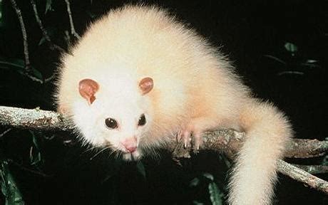 White Possum in Indigenous Cultures: Revered or Forbidden?