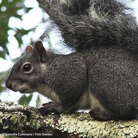 White Squirrel Conservation: Efforts to Safeguard this Mysterious Creature