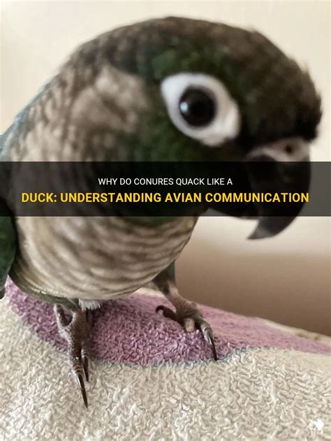 Why Are We Intrigued by Conversations with Quacking Avians? Unraveling the Psychology Behind the Enchantment