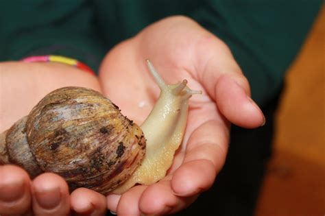 Why Collecting Large Snails Can be a Fulfilling Hobby