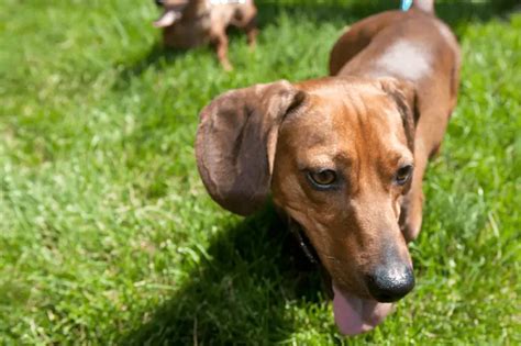 Why Dachshunds Are the Ideal Choice for Canine Enthusiasts