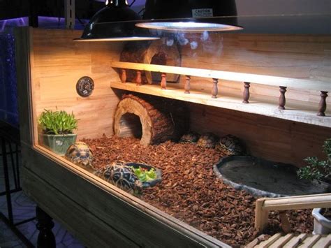 Why Do Dreams Involving a Tortoise Inside Your Residence Arise?